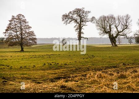 Ländliche Landschaft bei Fincken, Deutschland Stockfoto