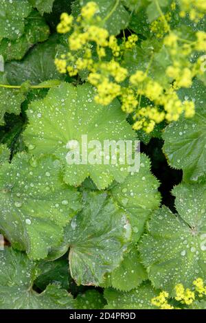 Alchemilla mollis. Lady's Mantel, zeigt unverwechselbare Säure grünen Blumen, in einem Garten Grenze. VEREINIGTES KÖNIGREICH Stockfoto