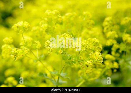 Alchemilla mollis. Lady's Mantel, zeigt unverwechselbare Säure grünen Blumen, in einem Garten Grenze. VEREINIGTES KÖNIGREICH Stockfoto