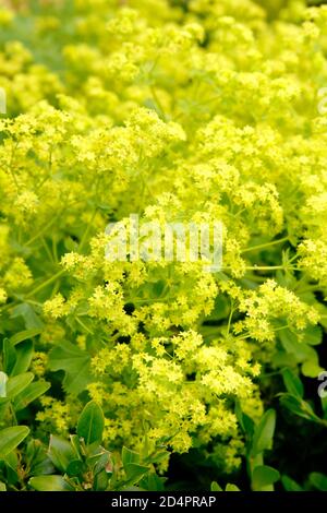 Alchemilla mollis. Lady's Mantel, zeigt unverwechselbare Säure grünen Blumen, in einem Garten Grenze. VEREINIGTES KÖNIGREICH Stockfoto