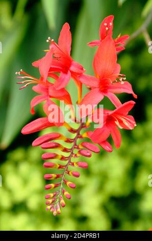 Montbretia. Crocosmia 'Lucifer' displacing markante ornamentale Blütenköpfe im Hochsommer. VEREINIGTES KÖNIGREICH Stockfoto