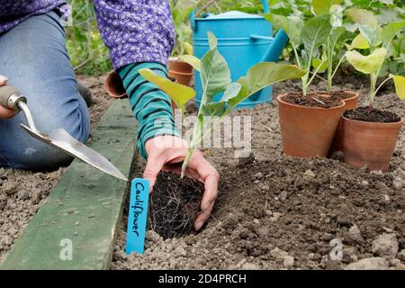 Brassica oleracea var. botrytis. Frau, die junge Blumenkohlpflanzen in einem Gemüsegarten anpflanzt. VEREINIGTES KÖNIGREICH Stockfoto