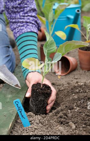 Brassica oleracea var. botrytis. Frau, die junge Blumenkohlpflanzen in einem Gemüsegarten anpflanzt. VEREINIGTES KÖNIGREICH Stockfoto