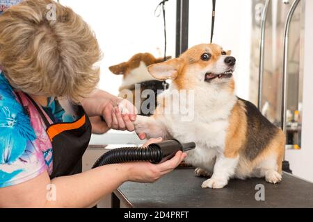 Trocknung Haustier Hund Pflege und Frisur Konzept. Stockfoto