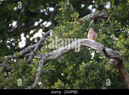 Männlicher Turmfalken (Falco tinnunculus), der in einem Baum sitzt. Blutflecken an den Füßen deuten darauf hin, dass der Vogel gerade gegessen hat. Stockfoto