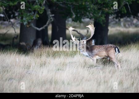 Damwild (Dama dama), ein reifer Buck oder Männchen mit großem Geweih zu Beginn der Brunftzeit Stockfoto