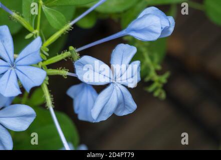 Nahaufnahme von Blau oder Kap plumbago Plumbago auriculata ist ein Blühende Strauchpflanze aus Südafrika, aber weit kultiviert Im Süden der USA Stockfoto