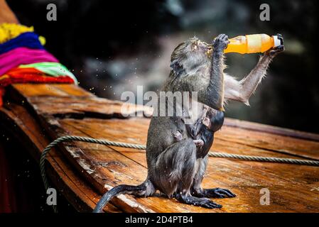 Kleiner Affe mit Welpe auf einem Holzboot, der aus einer Flasche trinkt. Ort: Phi Phi Island, Thailand. Stockfoto