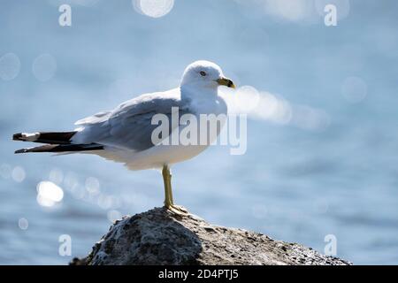 Ringbilled Gull ruht auf Felsformation an einem schönen sonnigen Tag. Stockfoto