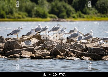 Ringschnabel Möwen ruhen auf Felsformation an einem schönen sonnigen Tag. Stockfoto