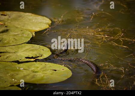 Adder schwimmt im Wasser zwischen den Blättern eines Gelbe Seerose Stockfoto