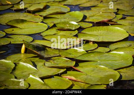 Frösche auf dem Wasser Lilienblätter sonnen sich in der untergehenden Sonne Stockfoto