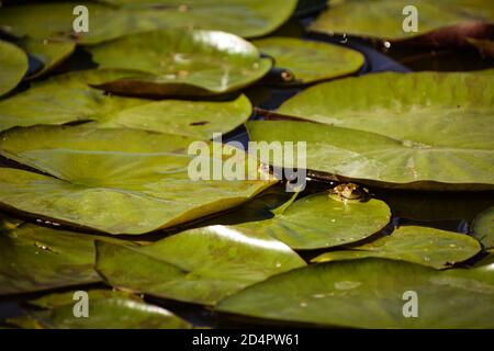 Frösche auf dem Wasser Lilienblätter sonnen sich in der untergehenden Sonne Stockfoto