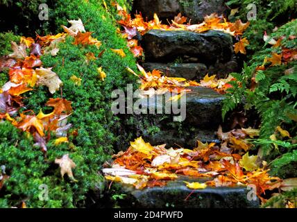 Crawley, Großbritannien. Okt. 2020. Gefallene Blätter auf Stufen nach Niederschlägen in Crawley gesehen.Herbstfarben in Gärten am Wakehurst Place und Standen House rund um Crawley. Kredit: SOPA Images Limited/Alamy Live Nachrichten Stockfoto