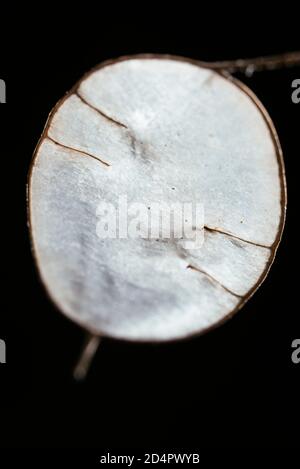 Durchscheinende Silikel der Jahresehrlichkeit (Lunaria annua) im Herbst. Stockfoto