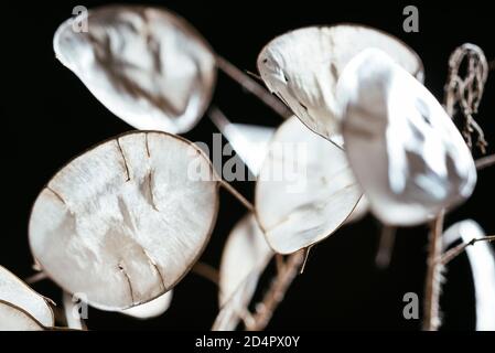 Durchscheinende Silikel der Jahresehrlichkeit (Lunaria annua) im Herbst. Stockfoto