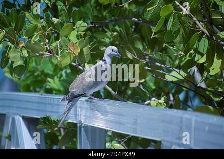 Vogel ruht auf dem Geländer in einem Park von miami Strand Stockfoto