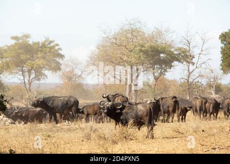Landschaftlich schöne Aussicht auf eine große Büffelherde (Syncerus Caffer) Sie ziehen in einen Savannenwald Stockfoto