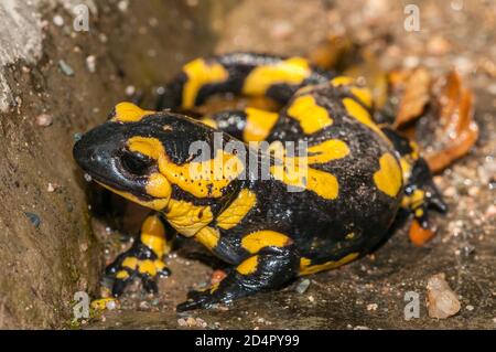 Feuersalamander, Salamandra salamandra, Katalonien, Spanien Stockfoto