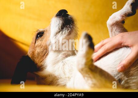 Die Hand der Frau streichelt glücklich Hund liegend auf zurück auf Sofa Stockfoto