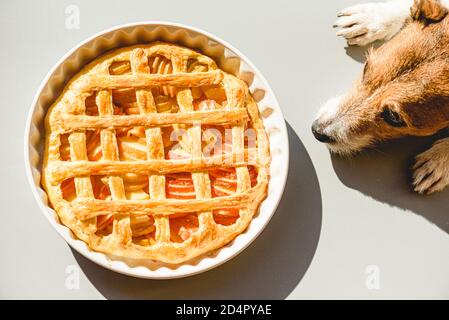 Familie Haustier Hund wünschen traditionelle Apfelkuchen für Thanksgiving gemacht Abendessen Stockfoto