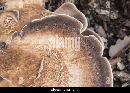 Großer Polypore-Pilz (Meripilus giganteus) Stockfoto