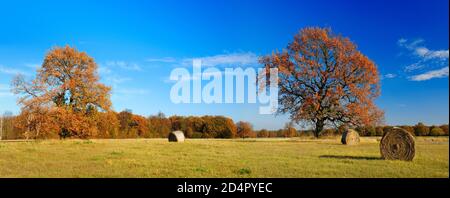 Heuballen und alte Solitäreichen auf Wiesen in der Elbflut im Herbst, Biosphärenreservat Mittelelbe, Dessau-Roßlau (Sachsen-Anhalt) Stockfoto