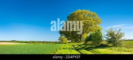 Alte Eichen säumen einen Feldweg durch grüne Felder im Frühjahr, Reinhardswald, Nordhessen Hessen, Deutschland, Europa Stockfoto