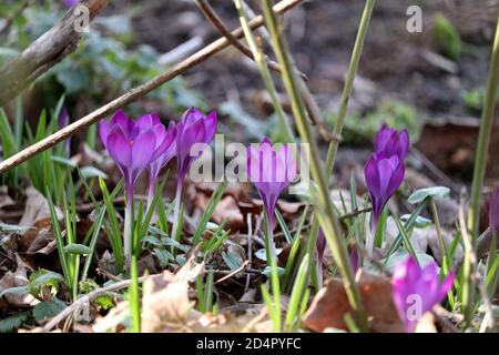 Frühe blühende Krokusse wachsen im späten Winter bis zum Frühjahr leuchtend violett aus dem Boden im Garten Stockfoto