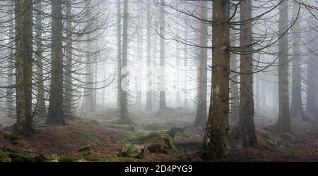 Panorama, Fichtenwald, dichter Nebel, Nationalpark Harz, bei Braunlage, Deutschland ( Niedersachsen) Stockfoto