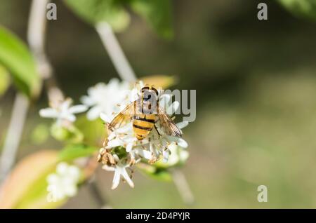 Futtersuche Zwerghornfliegen (Volucella inanis) Stockfoto