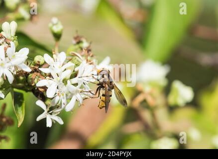 Futtersuche Zwerghornfliegen (Volucella inanis) Stockfoto