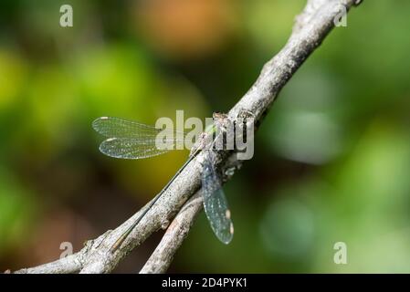 Willow Emerald (Lestes viridis) Stockfoto