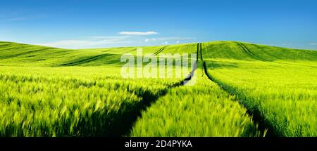 Endlos grünes Gerstenfeld im Frühjahr, Spur führt ins Bild, blauer Himmel mit Cumuluswolken, sanfte Hügel, Saalekre ( Naturpark Unteres Saaletal) Stockfoto