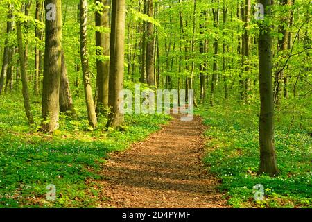 Wanderweg schlängelt sich im Frühling durch halbnatürlichen Buchenwald, frisches grünes Laub, blühende Anemonen, UNESCO-Weltnaturerbe, Hainich Nationa Stockfoto