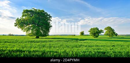 Riesige alte knorrige Eichen auf grünen Wiesen im Frühjahr unter blauem Himmel, Deutschland, Mecklenburg-Vorpommern Schweiz, Europa Stockfoto