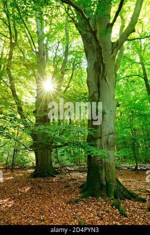 Lichtdurchfluteter unberührter Buchenwald am frühen Morgen, riesige alte Buchen mit Moos bedeckt, Sonne scheint durch die Blätter, Reinhardswald, Hessen, Ge Stockfoto