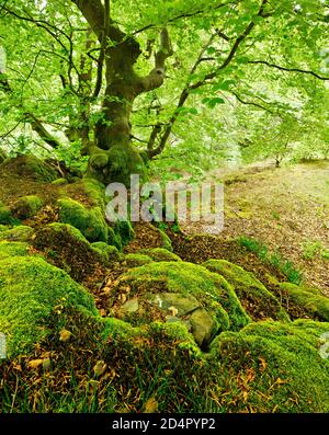 Knorrige alte Buche auf Felsen mit Moos im Frühjahr, frisches grünes Laub, Nationalpark Kellerwald-Edersee, Hessen, Deutschland, Europa Stockfoto