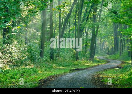 Wanderweg windet sich durch lichtdurchfluteten Wald, Sonne scheint durch Morgennebel, Laubwald, Ziegelrodaer Forst, bei Allstedt, Mansfeld-Südhar Stockfoto