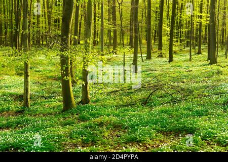 Sonniger Buchenwald im frühen Frühjahr, blühende Anemonen bedecken den Boden, Harzvorland, bei Wippra, Mansfeld-Südharz, Deutschland, Europa Stockfoto