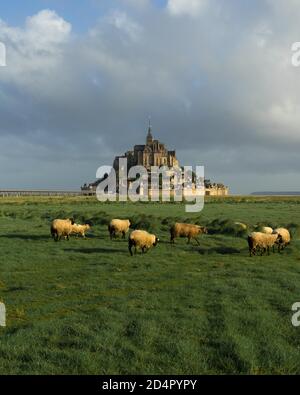 Schafe weiden auf einer Wiese vor Le Mont-Saint-Michel, Manche Department, Normandie, Frankreich, Europa Stockfoto