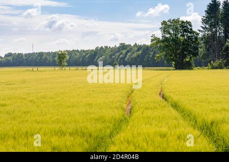 Spuren eines Traktors, Grünes Gerstenfeld im Frühsommer, Oberbayern, Bayern, München, Deutschland, Europa Stockfoto