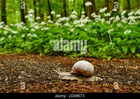 Burgunder Schnecke ( Helix pomatia) kriecht auf einem Waldweg mit blühenden Blumen im Hintergrund Ramsons ( Allium ursinum) , Sihlwald Wildnis Pa Stockfoto