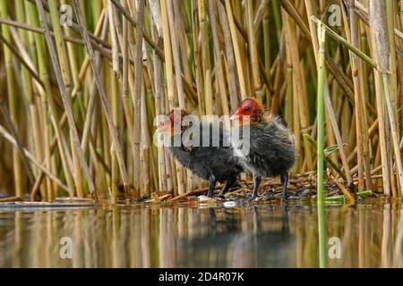 Rutenhuhn ( Fulica atra) , zwei Küken stehen am Schilfrand, Vierwaldstättersee, Kanton Luzern, Schweiz, Europa Stockfoto