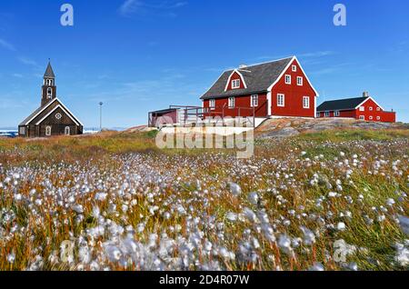 Baumwollgras ( Eriophorum) auf einer Wiese, hinter Zion Kirche und bunten Holzhäusern, Disko Bay, Ilulissat, Westgrönland, Grönland, Nordamerika Stockfoto