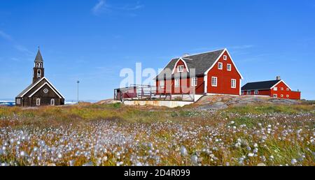 Baumwollgras ( Eriophorum) auf einer Wiese, hinter Zion Kirche und bunten Holzhäusern, Disko Bay, Ilulissat, Westgrönland, Grönland, Nordamerika Stockfoto