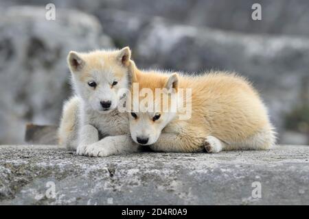 Zwei junge grönländische Hunde sitzen auf einem Felsen Platte, Welpen, Qeqertarsuaq, Disco-Insel, Grönland, Nordamerika Stockfoto