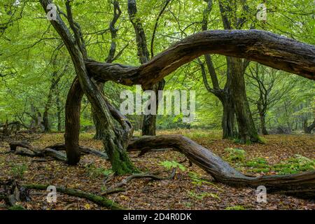 Verflochtenen Baumstämme und Totholz, Herbst im Dschungel Baumweg, Buchenwald, Hüttenwald, Niedersächsische Staatswälder, Oldenburger Münsterl Stockfoto