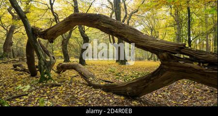 Verflochtenen Baumstämme und Totholz, Herbst im Dschungel Baumweg, Buchenwald, Hüttenwald, Niedersächsische Staatswälder, Oldenburger Münsterl Stockfoto