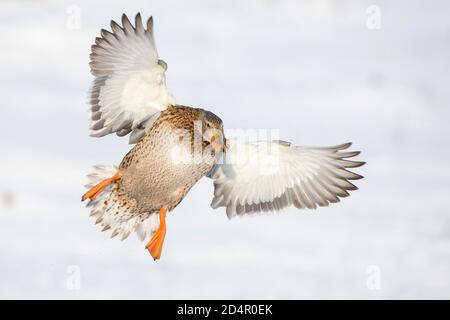 Fliegender Mallard ( Anas platyrhynchos) im Winter, weiblich, Niedersachsen, Deutschland, Europa Stockfoto